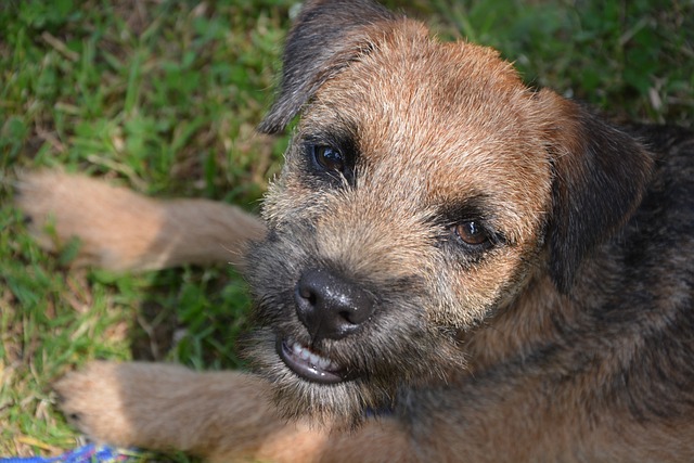 Border Terrier Puppies Queensland