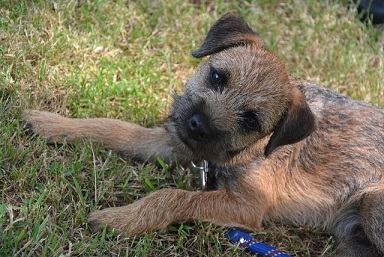 Border Terrier Puppies Sunshine Coast