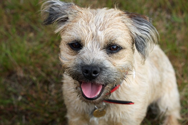 Border Terrier Puppies Sydney