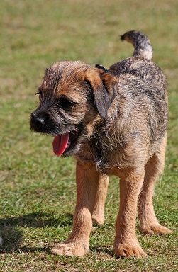 Border Terrier Puppies Tasmania