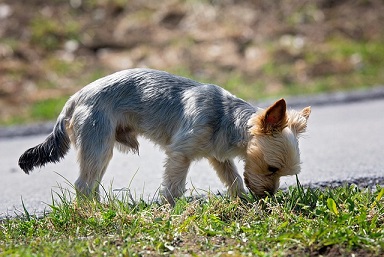 Border Terrier Puppies Western Australia