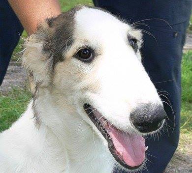 borzoi Puppies Brisbane