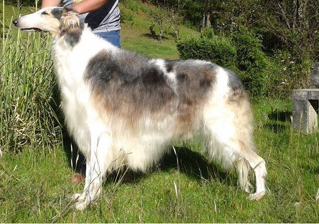 borzoi Puppies Melbourne