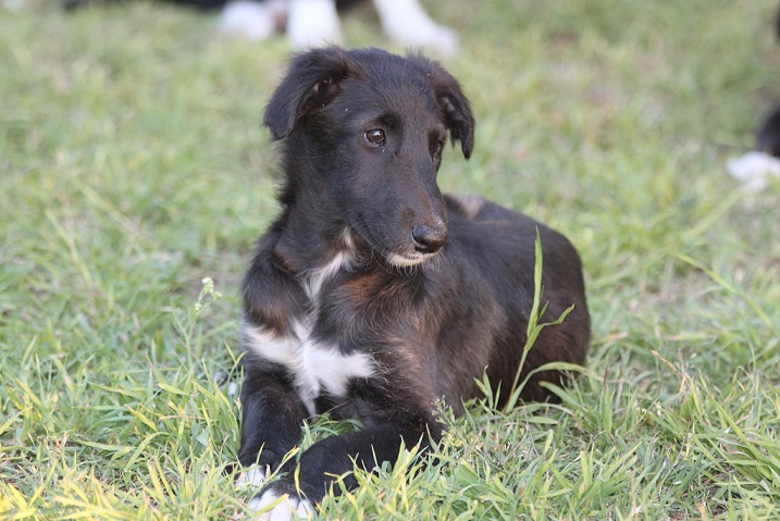 borzoi Puppies NSW