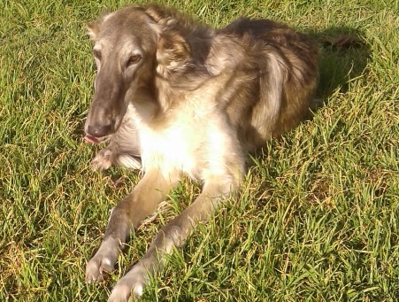 borzoi Puppies Queensland