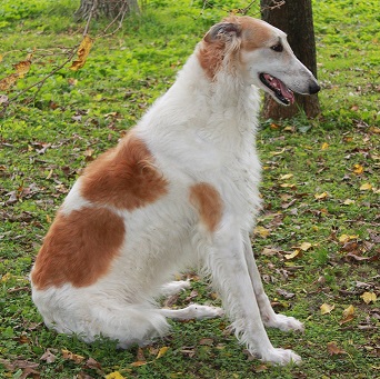 borzoi Puppies Sunshine Coast