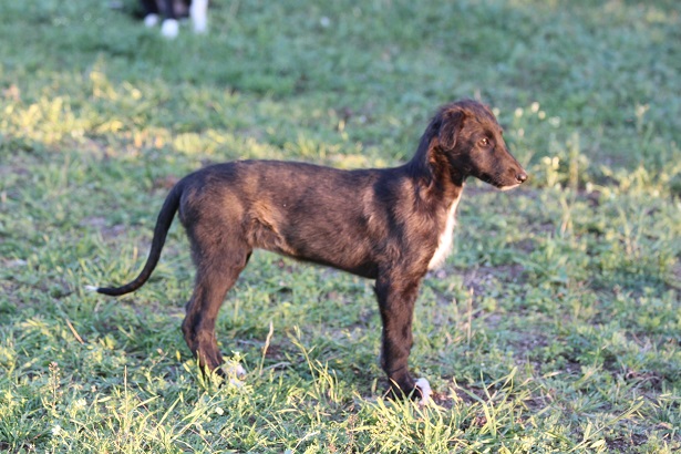 borzoi Puppies Sydney