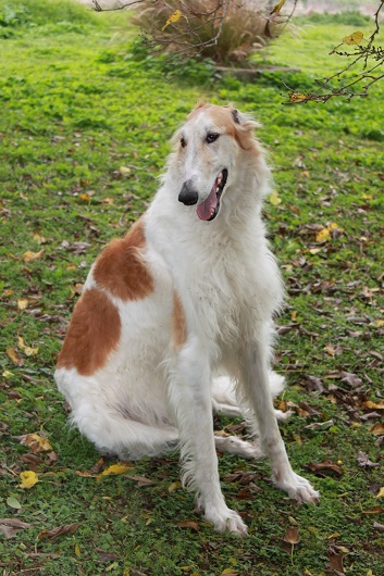 borzoi Puppies Victoria