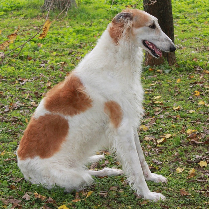 borzoi Puppies Western Australia