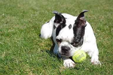 Boston Terrier Puppies Canberra