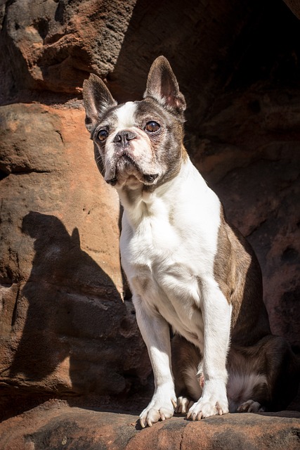 Boston Terrier Puppies Melbourne