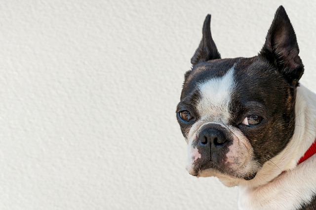 Boston Terrier Puppies Queensland