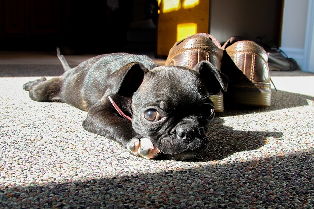 Boston Terrier Puppies Sunshine Coast