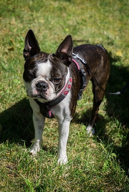 Boston Terrier Puppies Sydney