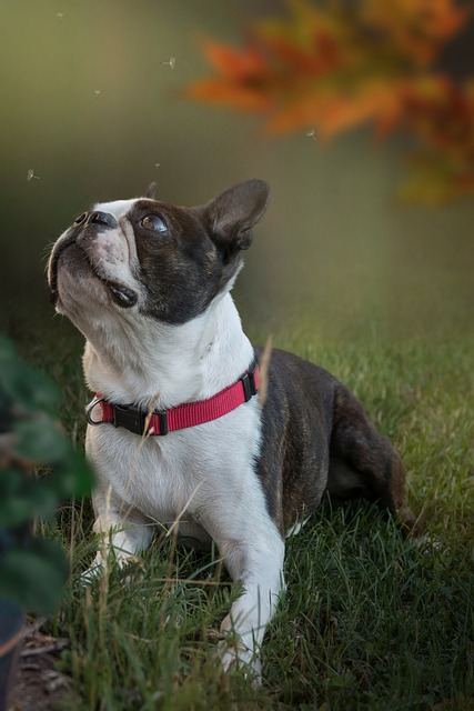 Boston Terrier Puppies Tasmania