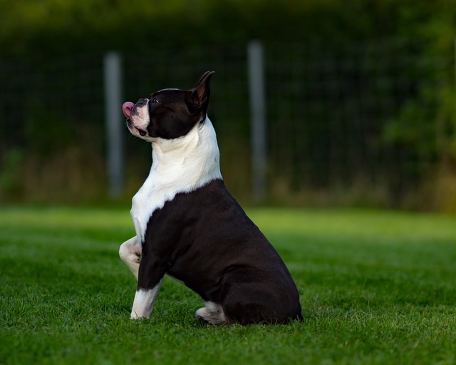 Boston Terrier Puppies Victoria