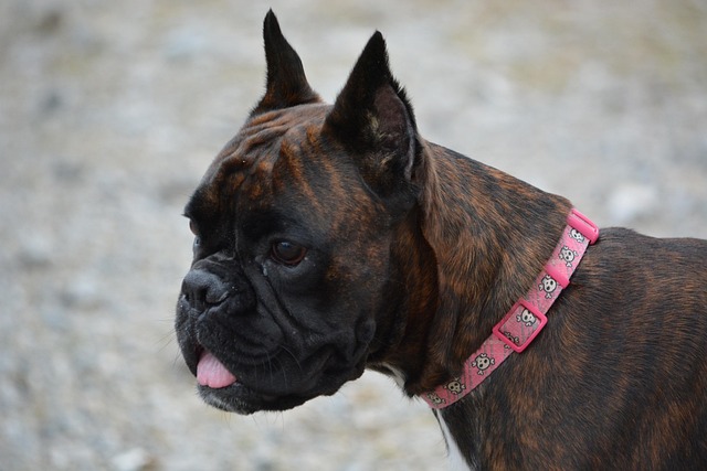 Boxer Puppies Brisbane