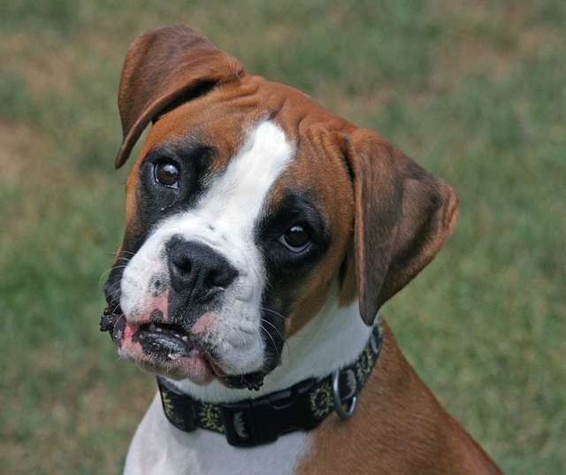 Boxer Puppies Canberra