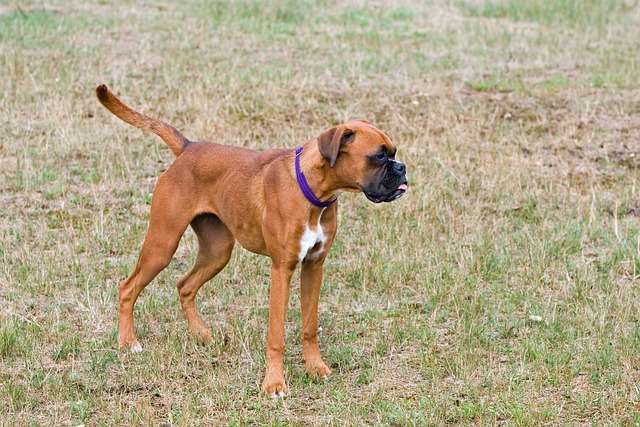 Boxer Puppies Melbourne