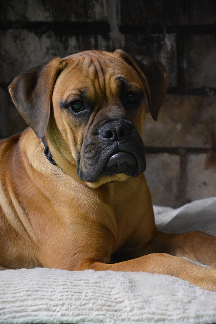 Boxer Puppies South Australia