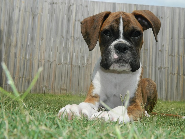 Boxer Puppies Sunshine Coast