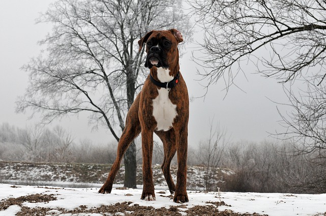 Boxer Puppies Sydney