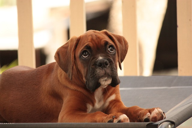 Boxer Puppies Western Australia