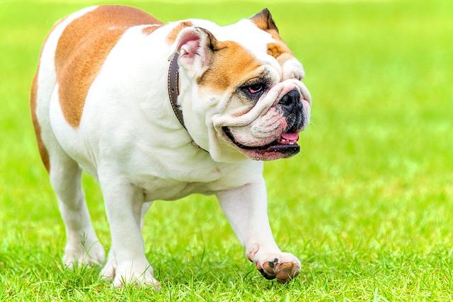 English Bulldog Puppies Brisbane