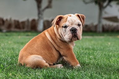 English Bulldog Puppies Canberra