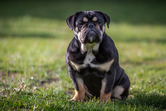 English Bulldog Puppies Melbourne