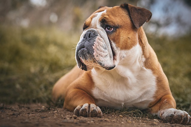 English Bulldog Puppies NSW