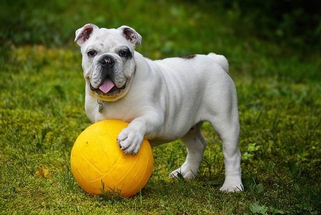 English Bulldog Puppies Queensland