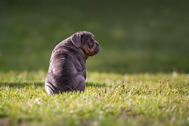 English Bulldog Puppies South Australia