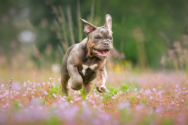 English Bulldog Puppies Sunshine Coast