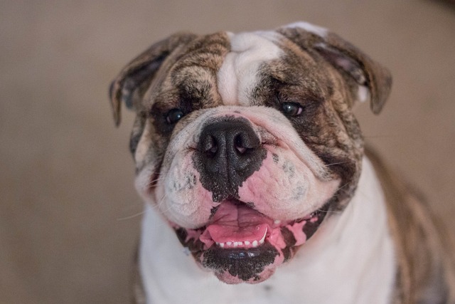 English Bulldog Puppies Sydney