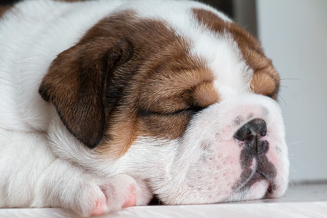 English Bulldog Puppies Tasmania