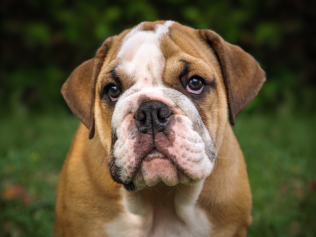 English Bulldog Puppies Victoria