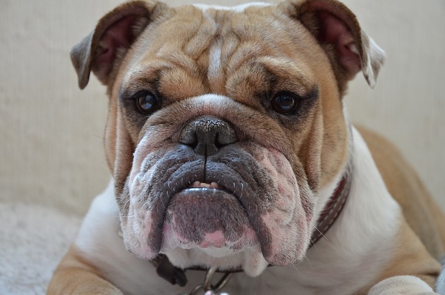 English Bulldog Puppies Western Australia