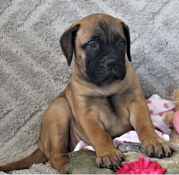 Bullmastiff Puppies Melbourne