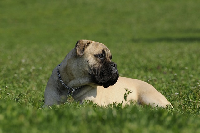 Bullmastiff Puppies NSW