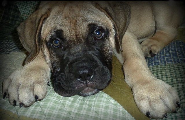 Bullmastiff Puppies Queensland