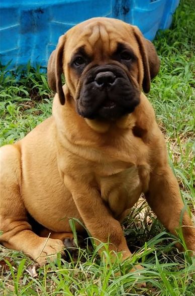 Bullmastiff Puppies Sunshine Coast