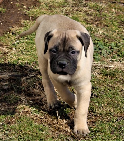 Bullmastiff Puppies Sydney