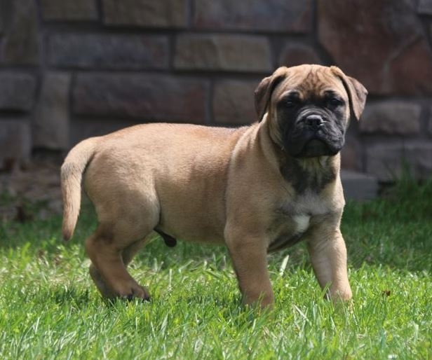 Bullmastiff Puppies Victoria