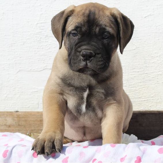 Bullmastiff Puppies Western Australia