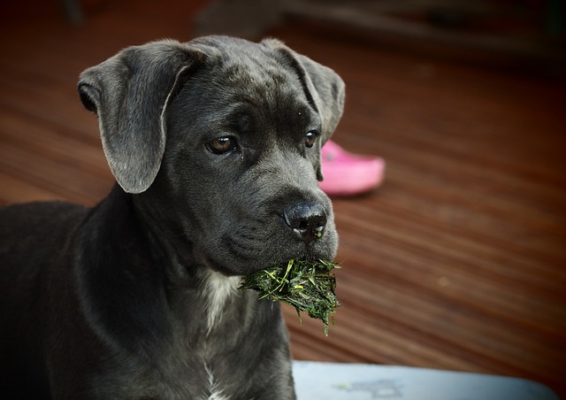 Cane Corso Puppies Canberra