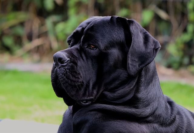 Cane Corso Puppies Melbourne