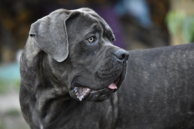Cane Corso Puppies NSW