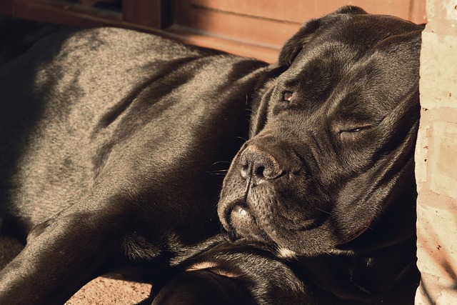 Cane Corso Puppies Queensland