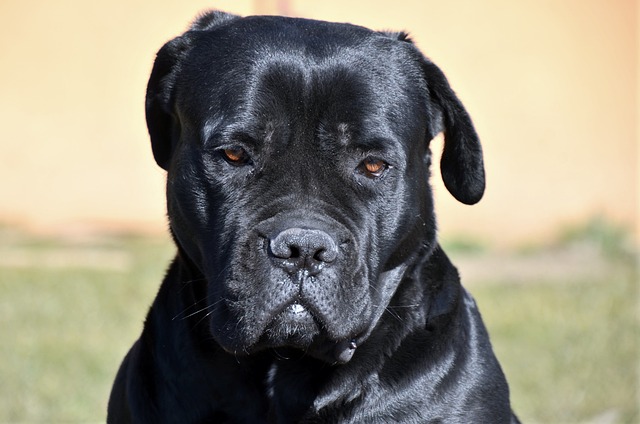 Cane Corso Puppies South Australia